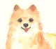  pomeranian